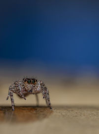 Close-up of spider