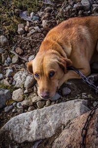 Portrait of dog on rock