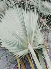 Close-up of palm leaf