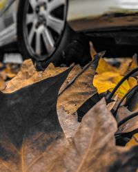 Close-up of dry leaves on road