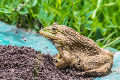 Close-up of a lizard