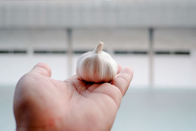 Garlic on the palm