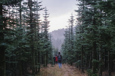 Rear view of people walking amidst trees in forest against sky