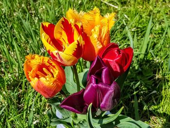 Close-up of red flowering plants on land