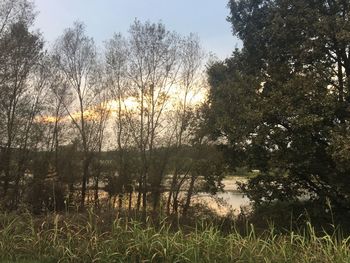 Scenic view of lake against trees in forest