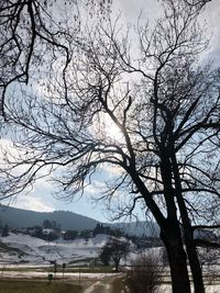 Silhouette bare tree against sky during winter