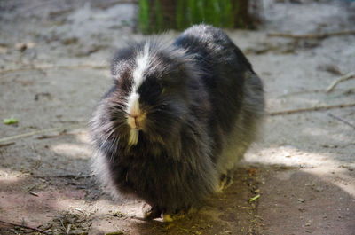 Close-up of guinea pig on field