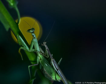 Close-up of insect