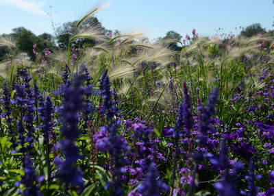 Purple flowers growing in field