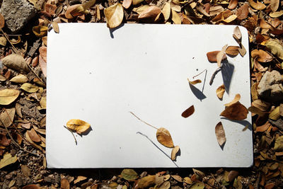 High angle view of dried leaves