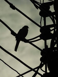 Low angle view of bird perching on fence