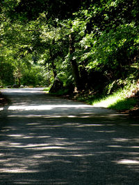 Road passing through forest