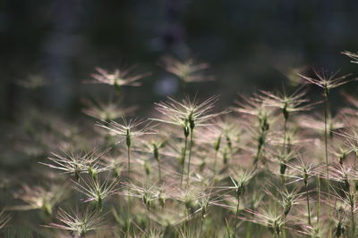 Close-up of dandelion growing outdoors