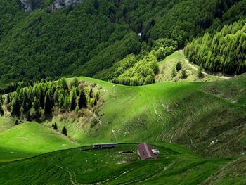 Scenic view of green landscape