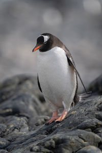 Gentoo penguin stands on rock looking down