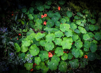 Full frame shot of wet plants