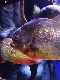 Close-up of fish underwater