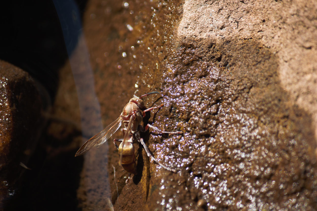 CLOSE-UP OF INSECT