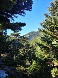 Trees in forest against clear sky