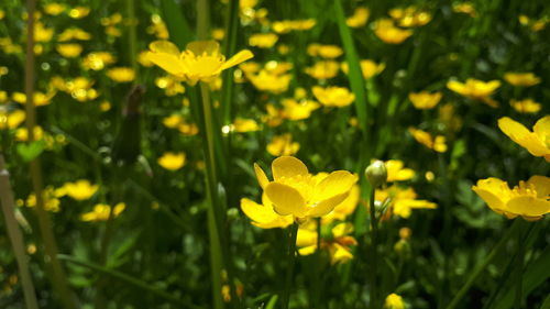 Close-up of yellow flowering plant on field