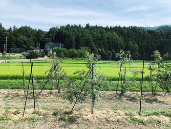 Scenic view of agricultural field against sky