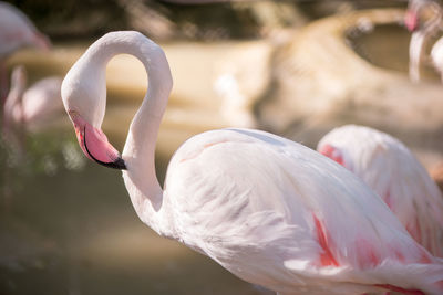 Greater flamingo roosting outdoors, chonburi, thailand