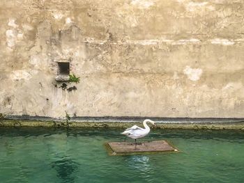 Bird perching on wall