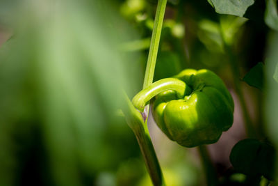 Close-up of green chili peppers on plant
