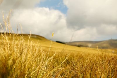 Close-up of wheat growing on field against clouds