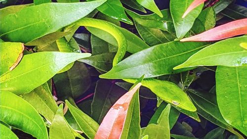 Full frame shot of leaves