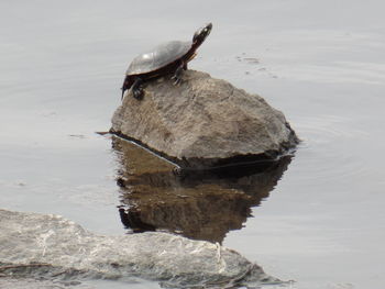 Horse in water
