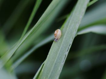 Close-up of insect on leaf