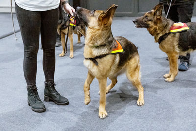 pet