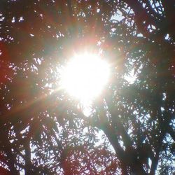 Sun shining through trees