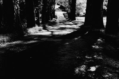 Footpath amidst trees in forest