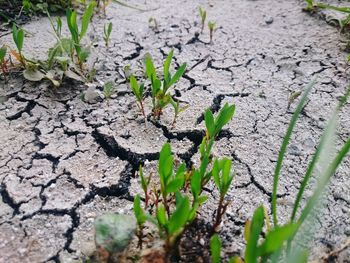 Close-up of plants