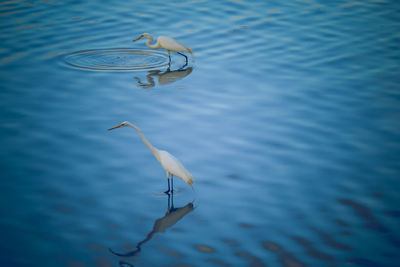 High angle view of great egrets in lake