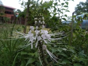 Close-up of white flowering plants on field