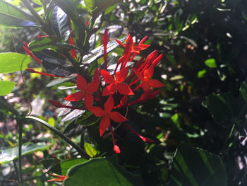 Close-up of red flowers blooming outdoors