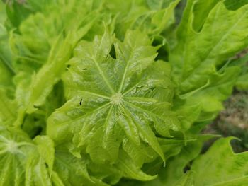 Full frame shot of green leaves