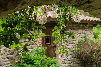 Flowers blooming against house