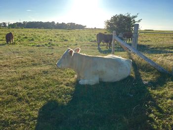 Cow on field against sky