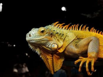 Close-up of lizard