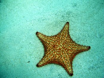 Close-up of starfish on sea