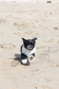 Havanese puppy