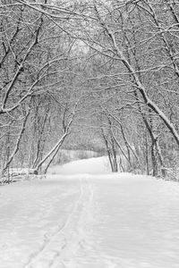 Bare trees on snow covered landscape