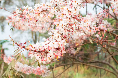 Close-up of pink cherry blossoms in spring