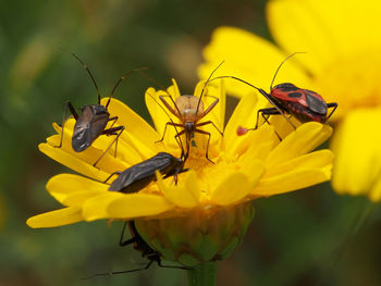 Close-up of bee on yellow flower