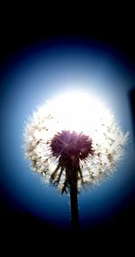 Close-up of dandelion flower