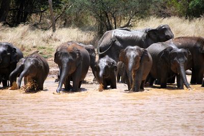 Herd of elephant in water